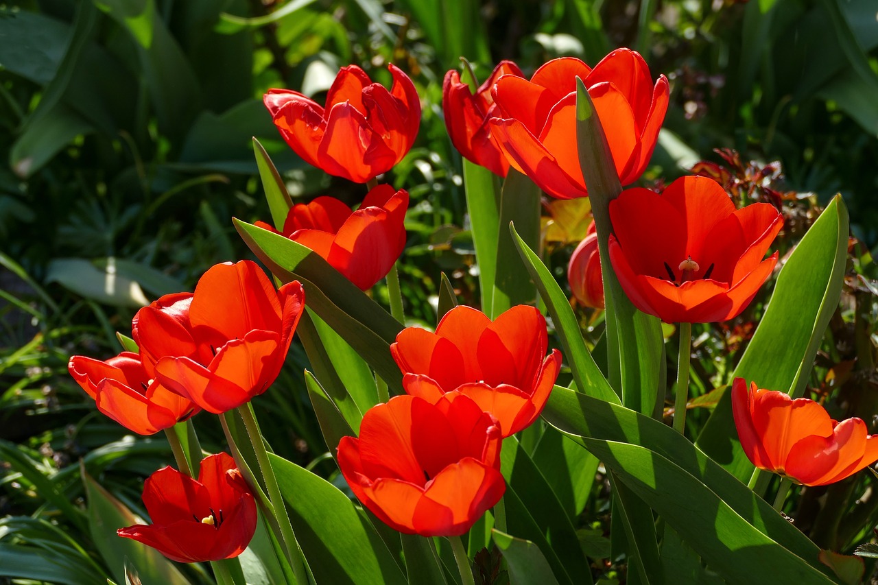 red-tulips-3360729_1280.jpg