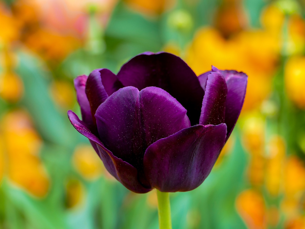 tulip-purple-3360748_1280.jpg