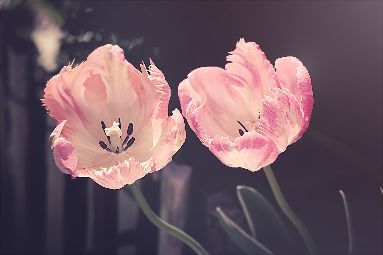 tulips-3339416_1280.jpg
