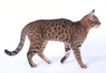 California spangled cat (Dutch language)