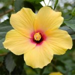 hibiscus100a.jpg
